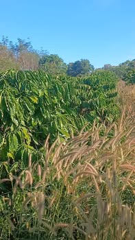 Đất thổ cư xã Ia Nan 1440m² giá 350 triệu - Địa điểm lý tưởng cho đầu tư