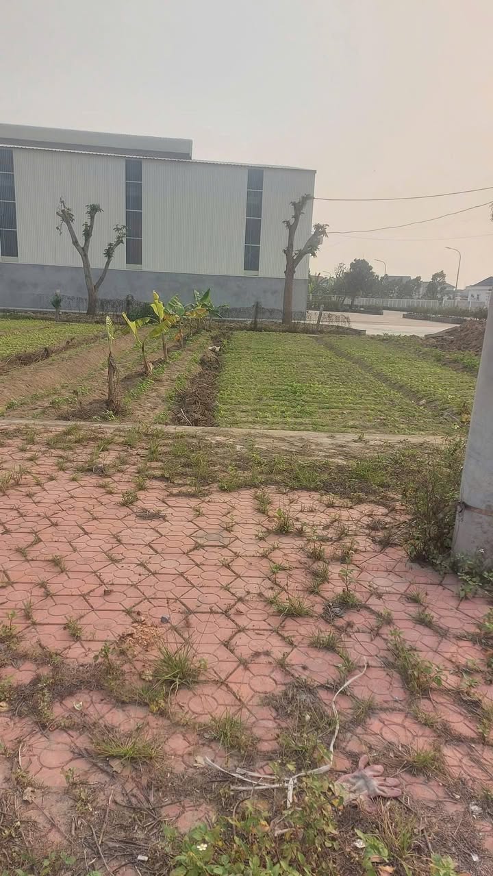 Lô đất 110m² tại Tân Việt, Bình Giang, Hải Dương - Cơ hội vàng đầu tư!