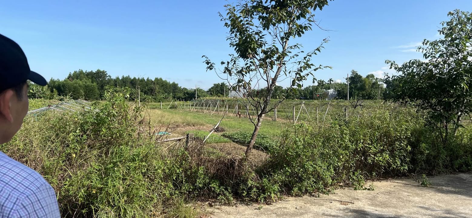 Đất trồng cây 1000m² xã Hòa Nhơn, Đà Nẵng giá 1.4 tỷ - Đầu tư lâu dài, cơ hội hiếm có!