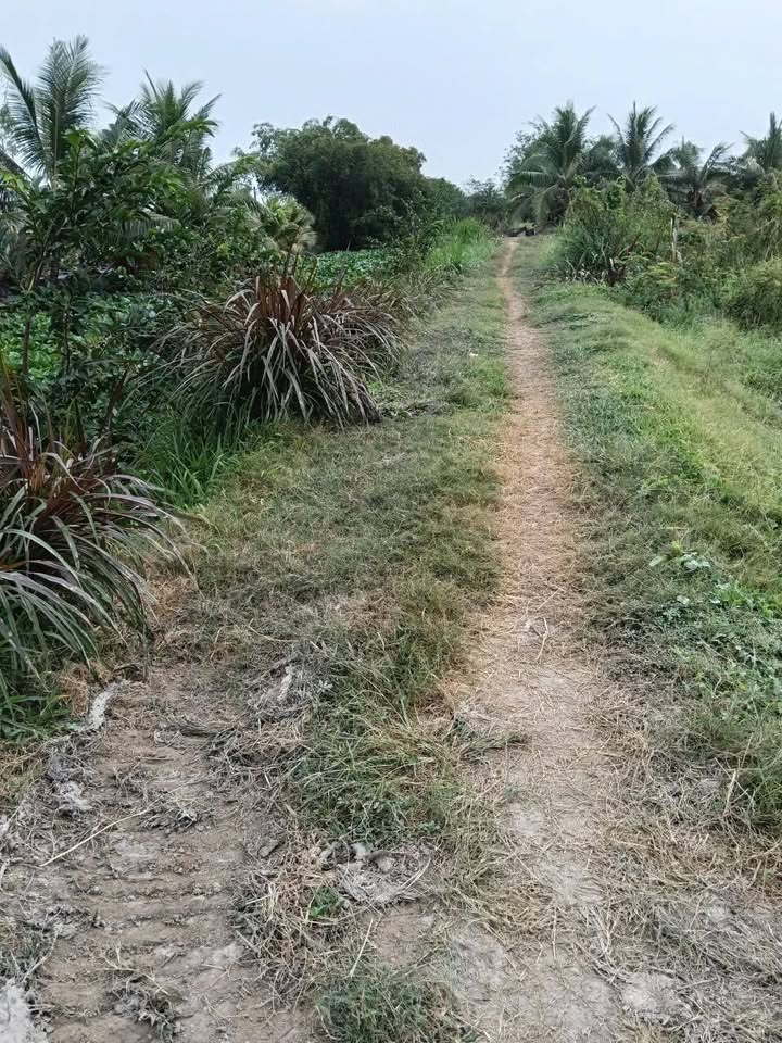 Đất lúa ấp Ba Trạch A, Tân Hiệp, Trà Cú 10.200m² - Giá tốt không thương lượng!