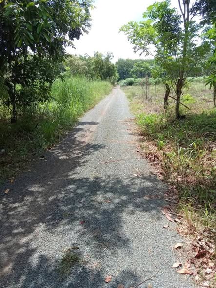 Đất cao su 7 sào tại Thanh An, Hớn Quản giá 1.25 tỷ - Sổ hồng chính chủ