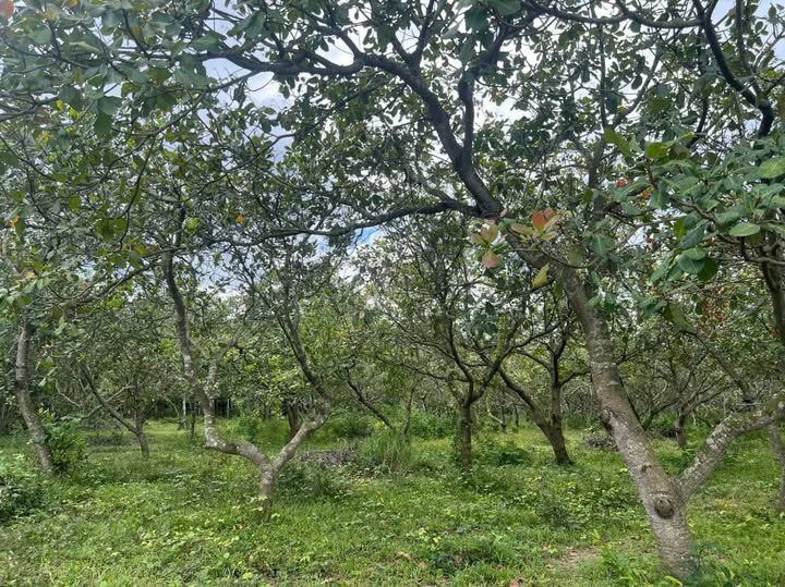 Đất Farm 6 sào tại xã Thanh An, Huyện Hớn Quản giá 700 triệu - Đầu tư sinh lời tốt!