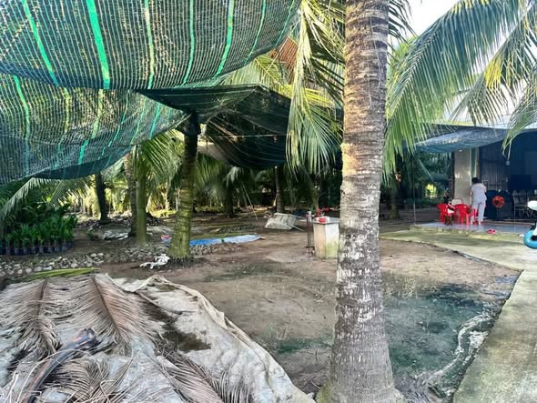 Đất thổ cư 300m² Phú Sơn, Chợ Lách giá 720 triệu - Đầu tư sinh lời hấp dẫn!