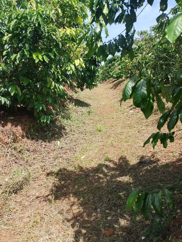 Đất nền 1,3ha tại xã Tân Lâm - Giá chỉ 7.56 tỷ - Cơ hội đầu tư tuyệt vời!