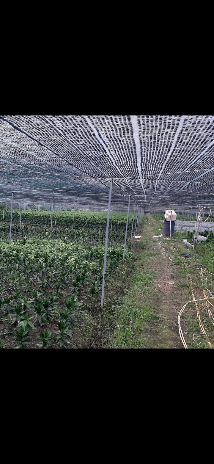 Đất ruộng Tân Phú Trung, Củ Chi 2000m² giá 2.4 tỷ - Đầu tư sinh lời ngay!