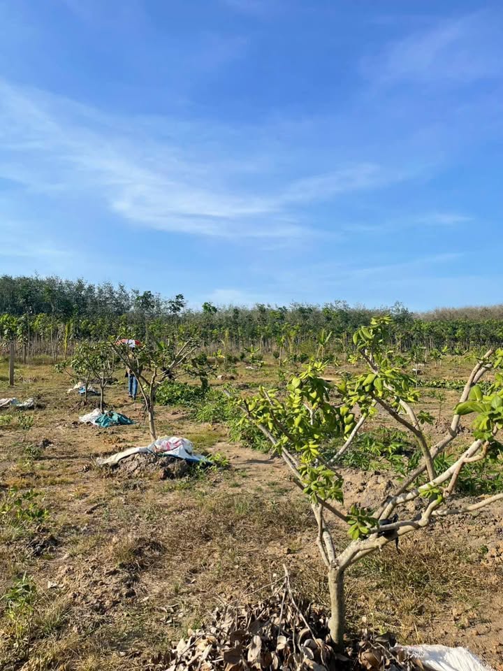 Đất An Bình, Phú Giáo 1584m² giá 1.1 tỷ - Cơ hội đầu tư tuyệt vời!