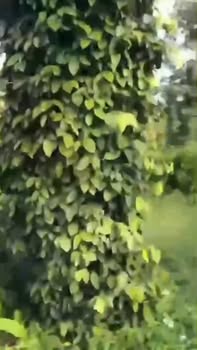 Đất nông nghiệp buôn Kniết, xã Ea Ktur, 5760m² - Giá chỉ 460 triệu!