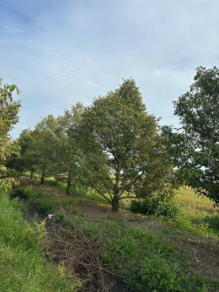 Farm Sầu Riêng Suối Đá DMC 1400m² giá 400 triệu - Cơ hội đầu tư hấp dẫn!