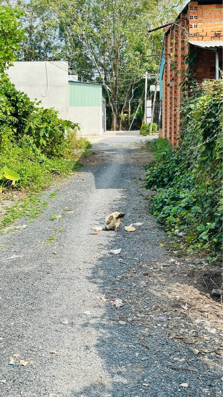 Nhà + Đất Thái Bình 195m² giá 699 triệu - Gần cổng A Sư 5, ô tô vào tận nơi!