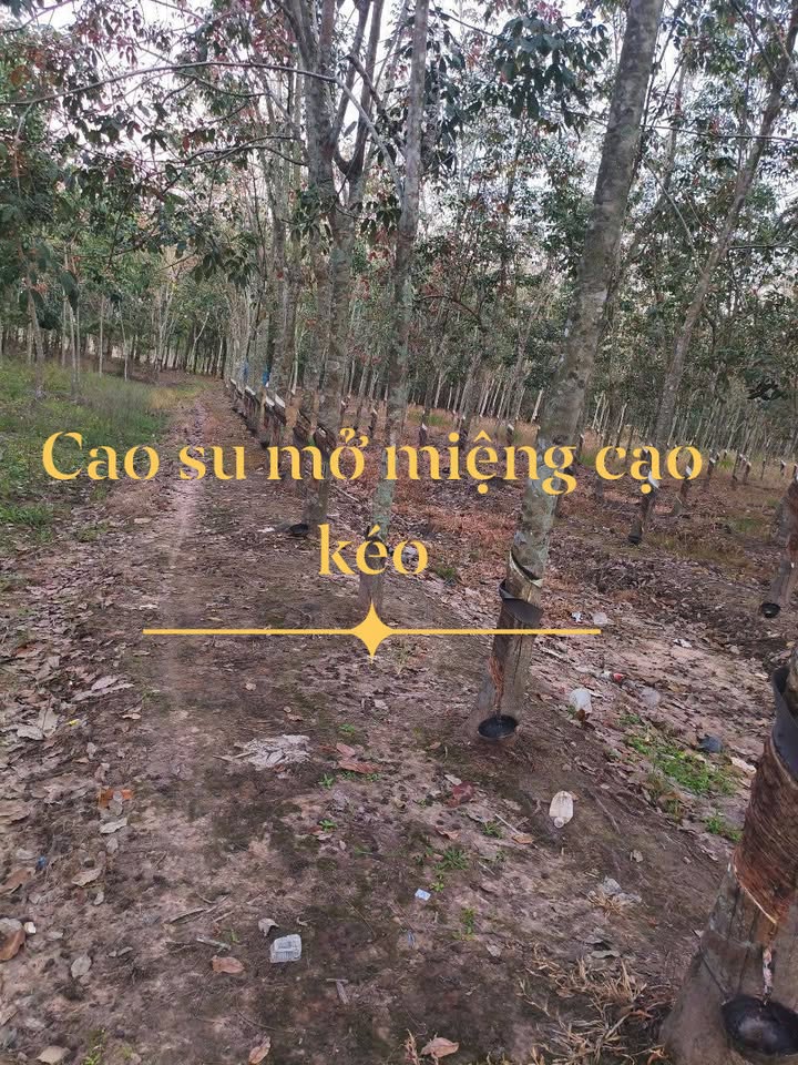 Đất Farm 4,4 Mẫu tại Xã Tân Thành, Tỉnh Tây Ninh - Cơ hội đầu tư sinh lời!