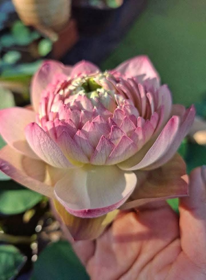 Nhà cho thuê Đạo Thạnh, Tp Mỹ Tho 2PN giá 3.5 triệu - Không gian thoáng đãng, tiện nghi đầy đủ!