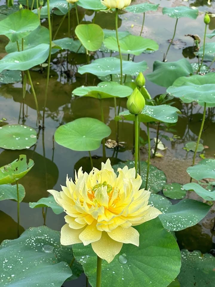 Cho thuê nhà mặt tiền đường Nam Kỳ Khởi Nghĩa, Mỹ Tho 137m² - Khu vực sầm uất, thuận tiện kinh doanh!