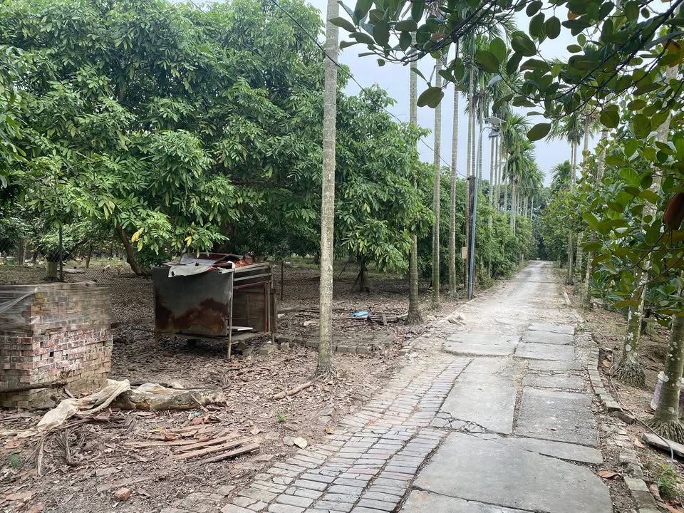 Đất vườn 5000m² tại Dị Nậu, Thạch Thất - Cơ hội đầu tư hấp dẫn!