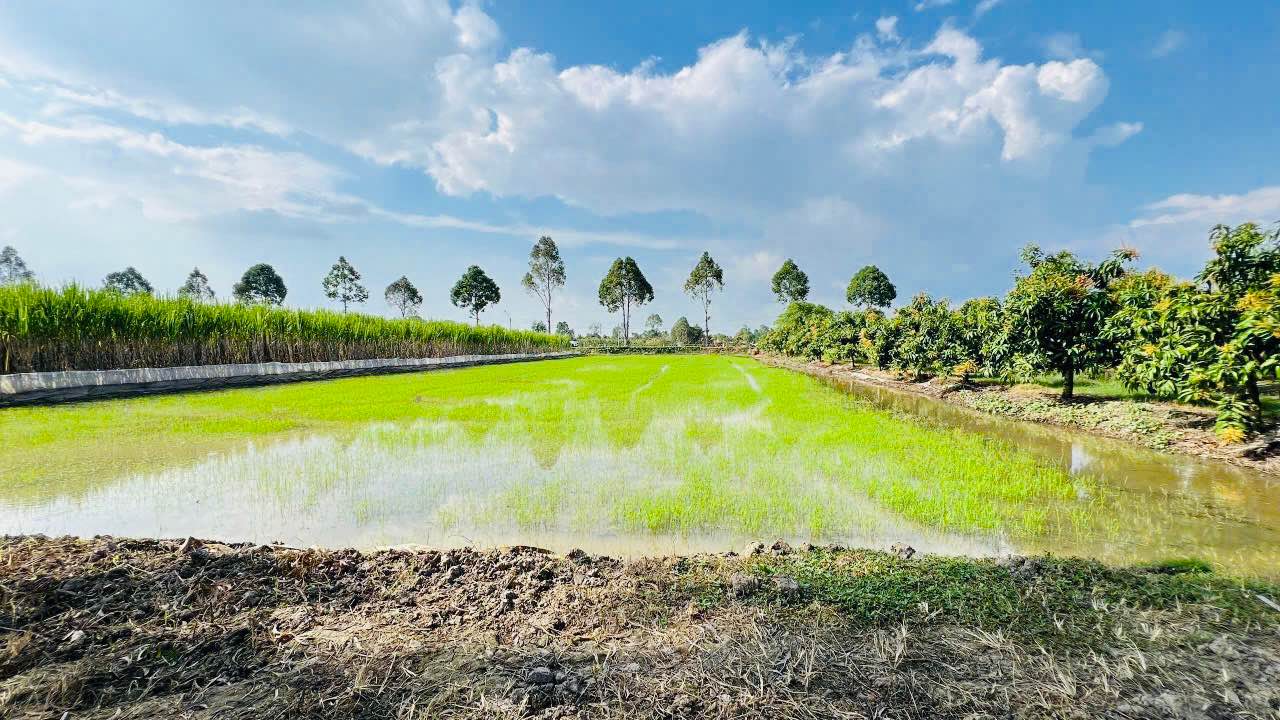 Đất nền 2054m² tại xã Tân Hòa, Cần Thơ - Mặt tiền quốc lộ 61C, giá chỉ 2 tỷ!