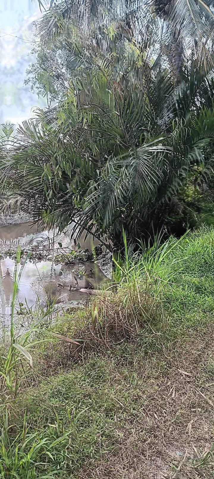 Đất nông nghiệp 10 công tại xã Loan Mỹ, Tam Bình, Vĩnh Long - Đầu tư sinh lời tuyệt vời!