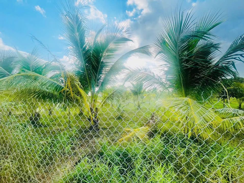 Đất nông nghiệp 1430m² tại Hàm Liêm, Bình Thuận - Cơ hội đầu tư tuyệt vời!