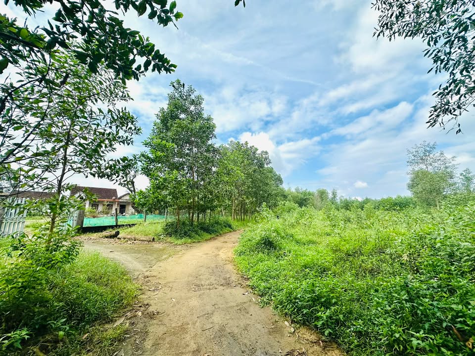 Đất nền 2000m² tại xã Bình Quý, Thăng Bình - Sổ hồng chính chủ!