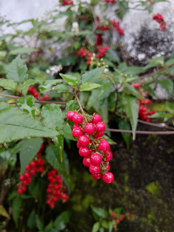 Đất nền mặt tiền đường Văn Tiến Dũng, Thanh Hà, Hội An 121.6m² - Sổ đỏ chính chủ, giá chỉ 3.05 tỷ!