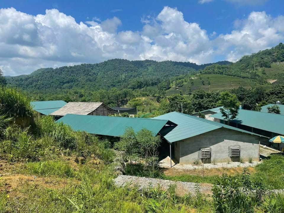 Trang trại lớn Km17 Phong Hải, Bảo Thắng 10.000m² giá 2.99 tỷ - Cơ hội đầu tư vàng!