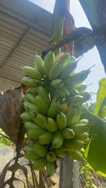 Vườn trái cây Nghĩa Thành 1015m² giá 1.85 tỷ - Cơ hội đầu tư hấp dẫn!