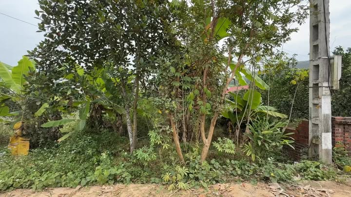 Đất nền xã Trường Sơn, Lương Tài, Bắc Ninh 1469m² - Mặt tiền 35m, Sổ đỏ chính chủ!