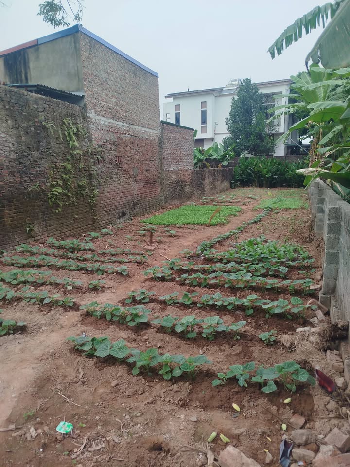 Đất nền Tự Nhiên - Thường Tín 169m² giá 5.916 tỷ - Đường ô tô thông thoáng!