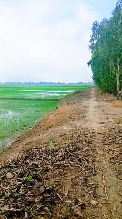 Đất nông nghiệp 18 công Tân Công Sính, Tam Nông - Giá chỉ 1.25 tỷ!