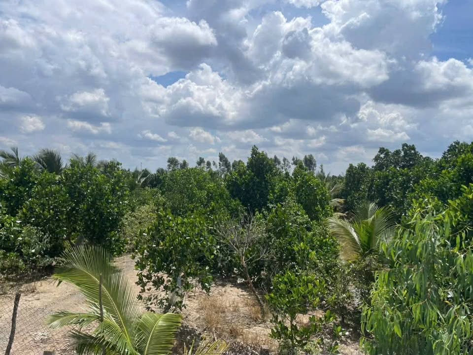 Đất vườn 2665m² xã Tân Kiều, Tháp Mười chỉ 2.665 tỷ - Đường rộng ô tô vào tận nơi!