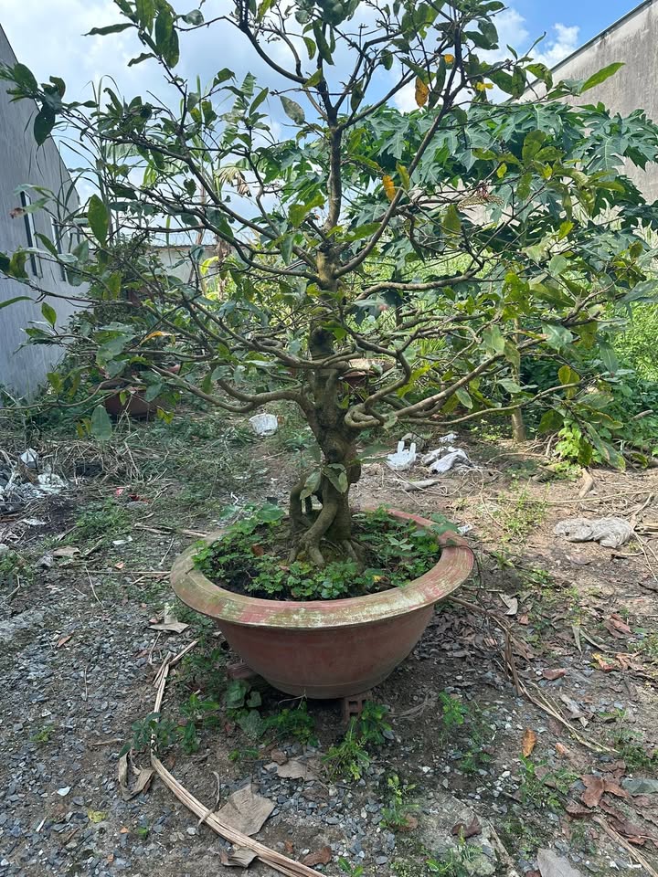 Đất nền chính chủ Sa Đéc 99,8m² giá 800 triệu - Đầu tư sinh lời ngay!