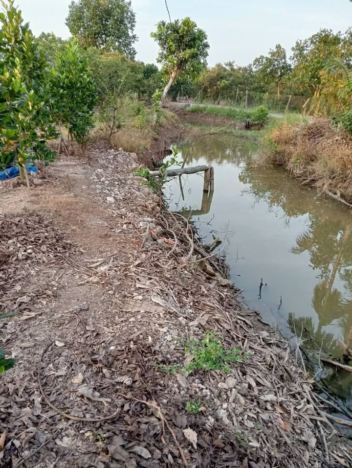 Đất vườn 9000m² Tân Khánh Đông, Sa Đéc - Đầu tư sinh lời hàng năm!