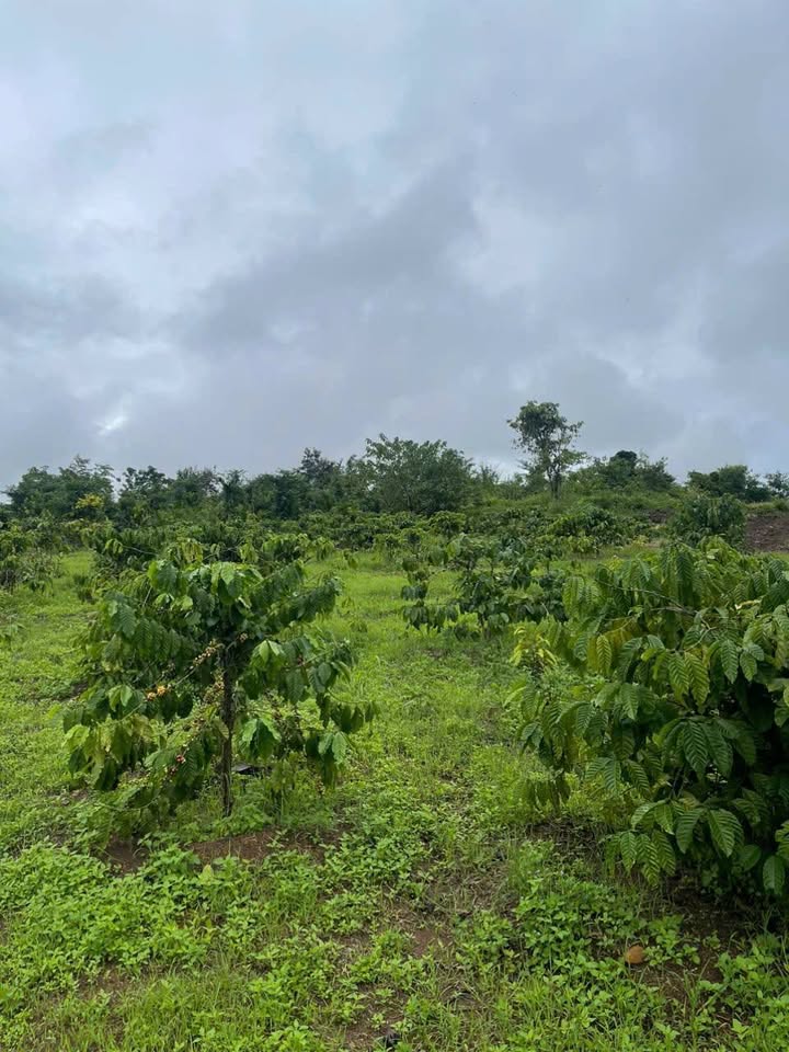 Farm đất vườn 5,3 sào tại Ea Blang, Buôn Hồ - Giá chỉ 699 triệu