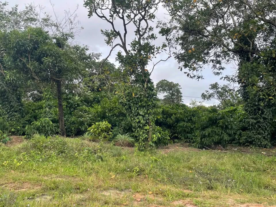 Đất nông nghiệp Hòa Thành Krông Bông 36,000m² giá 1.512 tỷ - Đường bê tông thuận tiện!