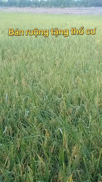 Đất thổ cư Phú Điền, Tháp Mười 5,4 công giá 1,458 tỷ - Cơ hội đầu tư tuyệt vời!