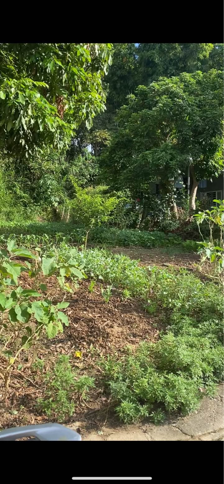 Đất chính chủ Tổ 8 Thanh Trường 110m² giá 520 triệu - Đường nhựa ô tô tránh nhau!