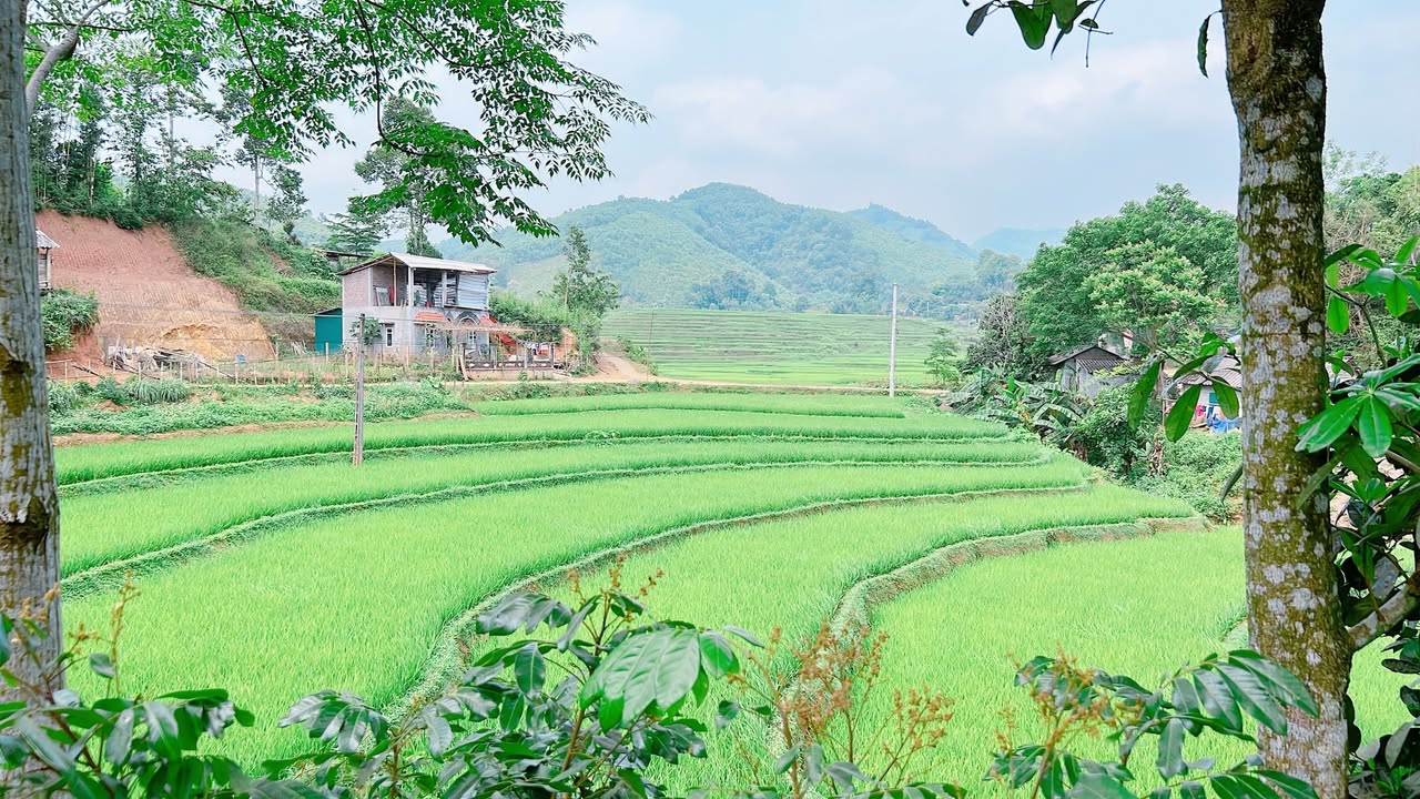 Đất Kỳ Sơn - Hòa Bình 1720m² giá 1.99 tỷ - View ruộng bậc thang tuyệt đẹp!