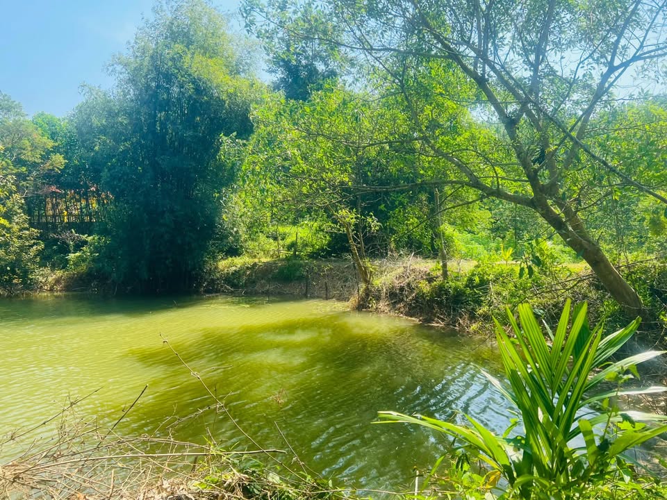 Đất rừng sản xuất tại Lạc Sơn - Hòa Bình 4500m² chỉ 150 triệu - Cơ hội đầu tư hấp dẫn!