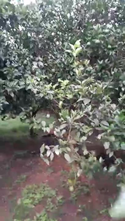 Lô đất vườn Thu Phong, Cao Phong 1900m² giá chỉ 500 triệu - Đầu tư tiềm năng cho tương lai!