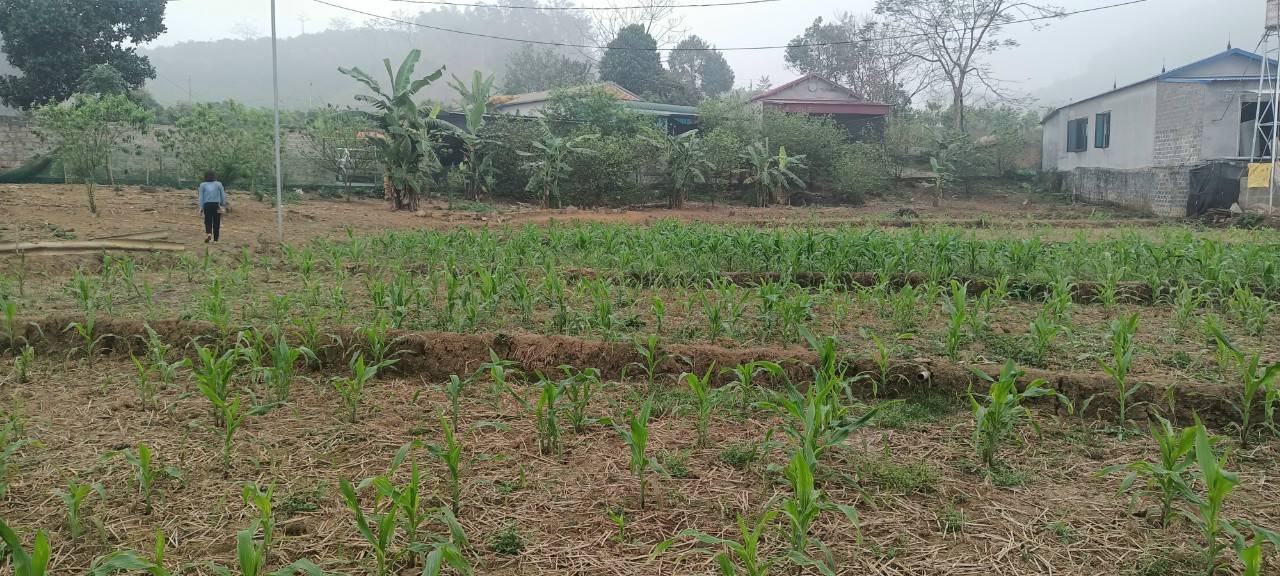 Đất nền 3000m² tại Tiểu khu Mó La, Đà Bắc - Cơ hội đầu tư tuyệt vời!