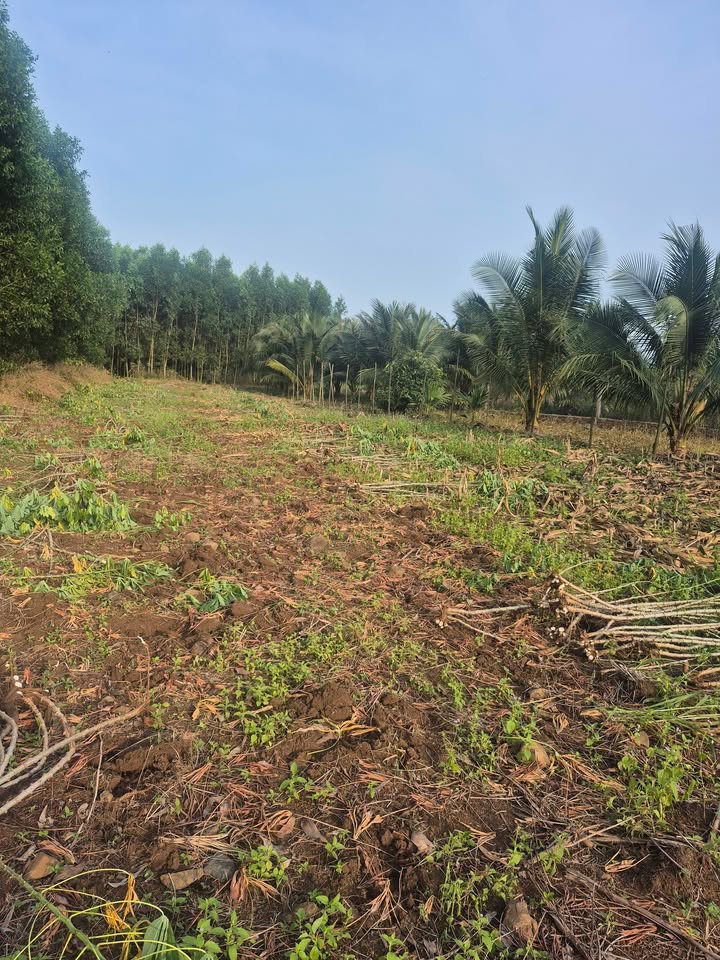 Đất nền Nghĩa Thành, Châu Đức 231m² giá 790 triệu - Cơ hội đầu tư hấp dẫn!