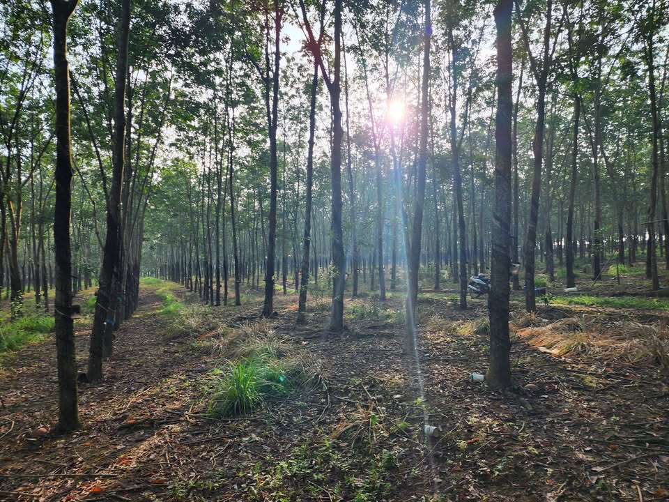 Đất nền phường Tân Phú Đồng Xoài 6555m² giá 2.5 tỷ - Cơ hội đầu tư tuyệt vời!