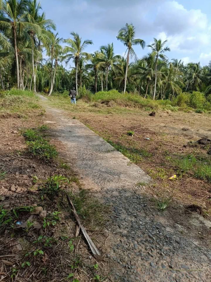 Đất nền Bình Khánh Mỏ Cày Nam 232m² giá 700 triệu - Đầu tư sinh lời ngay!