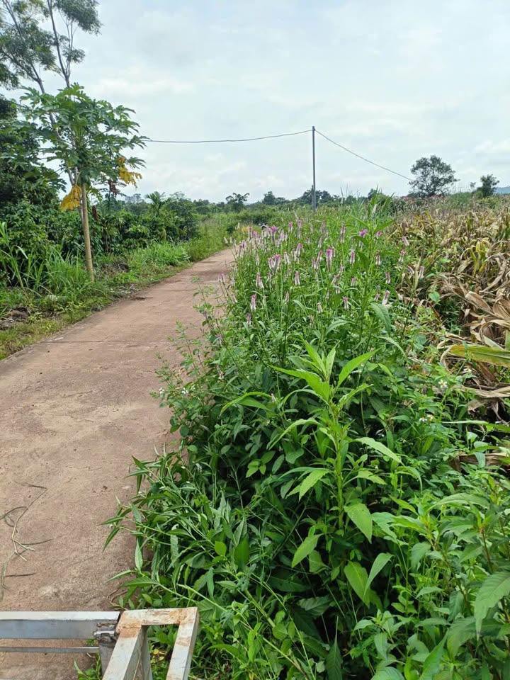 Đất nền Hòa Phú Buôn Ma Thuột 5040m² giá 545 triệu - Cơ hội đầu tư hấp dẫn!