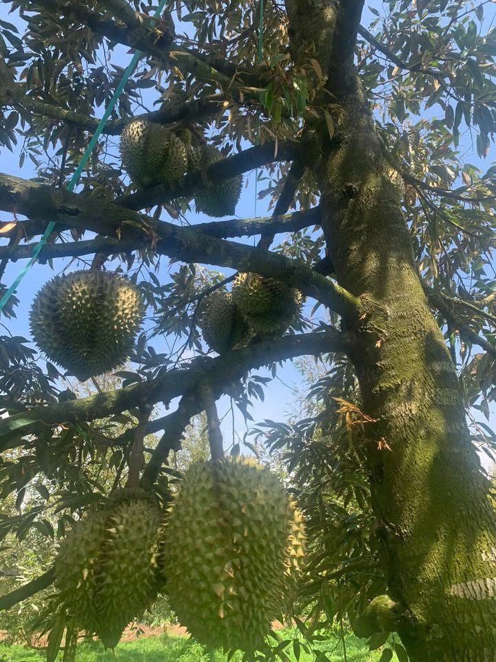 Đất mặt tiền sông Đông, Long Hồ 42000m² giá chỉ 4.999 tỷ - Cơ hội đầu tư sinh lời!