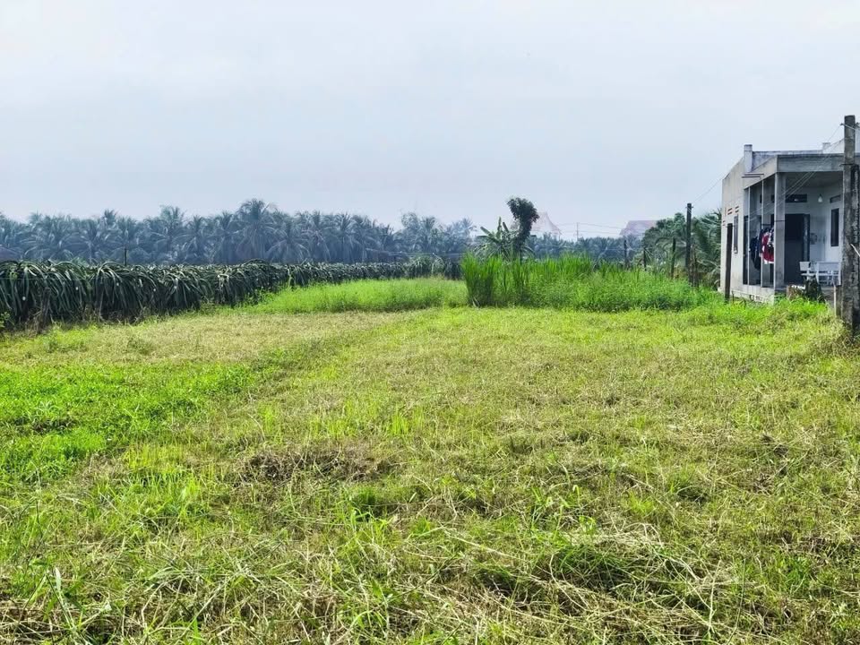 Đất nền đẹp tại xã Trung Hòa, Chợ Gạo 1441m² giá 999 triệu - Đầu tư sinh lời ngay!