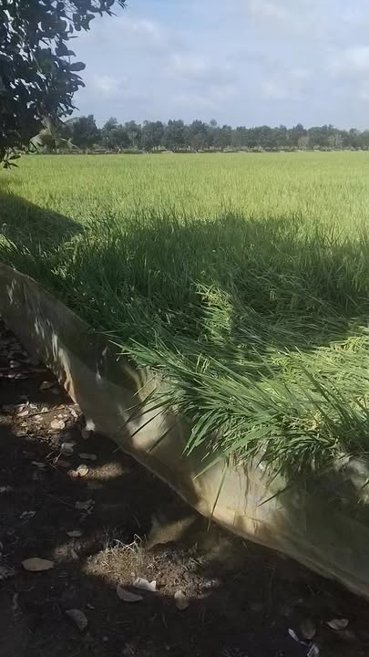 Đất nông nghiệp 5,5 công tại Phú Điền, Tháp Mười - Giá tốt chỉ 810 triệu