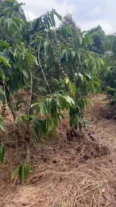 Đất nông nghiệp 3.15ha tại Tân Lập, Buôn Ma Thuột - Cơ hội đầu tư hiếm có