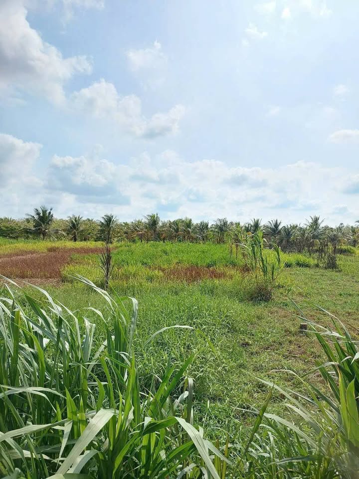 Đất thổ cư 191m² tại Châu Hòa, Giồng Trôm - Giá chỉ 420 triệu, thương lượng ngay!