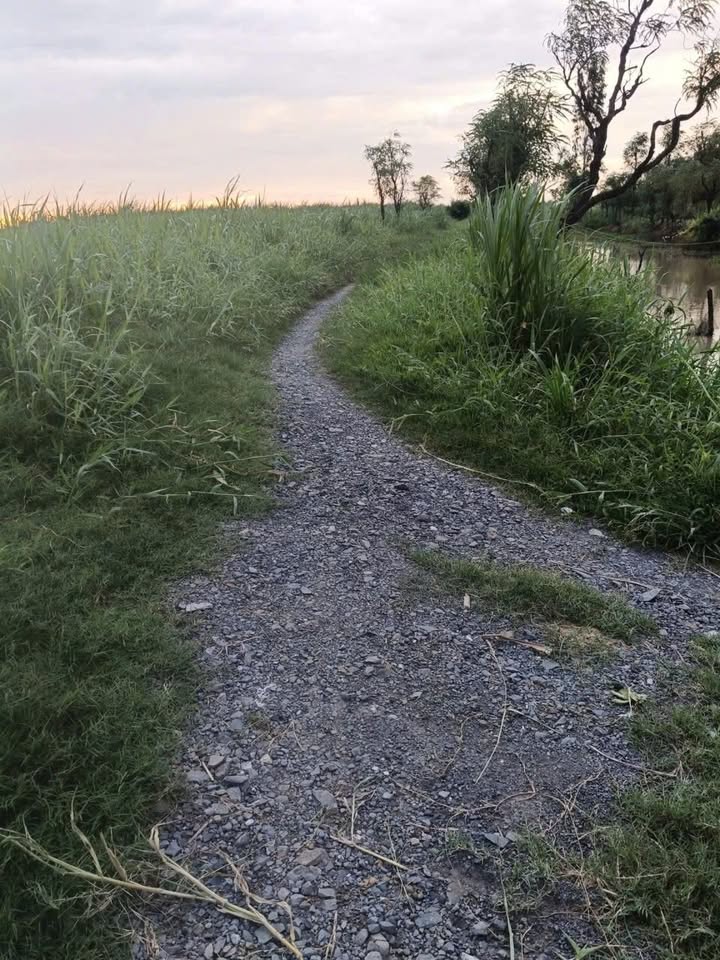 Đất nền 1370m² tại ấp Bồ Đề, Gò Công Đông - Chỉ 450 triệu, đầu tư sinh lời!