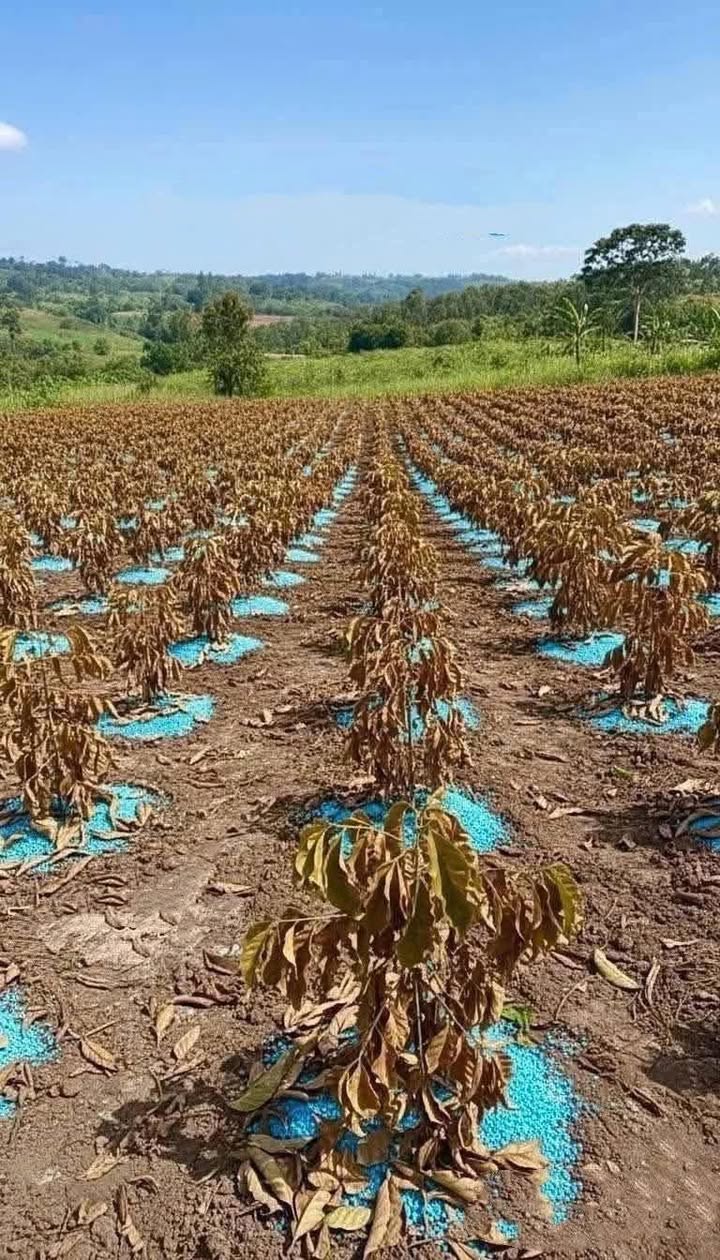 Đất cho thuê Hòa Xuân Buôn Ma Thuột 1 hecta - Giá chỉ 12 triệu/m²!