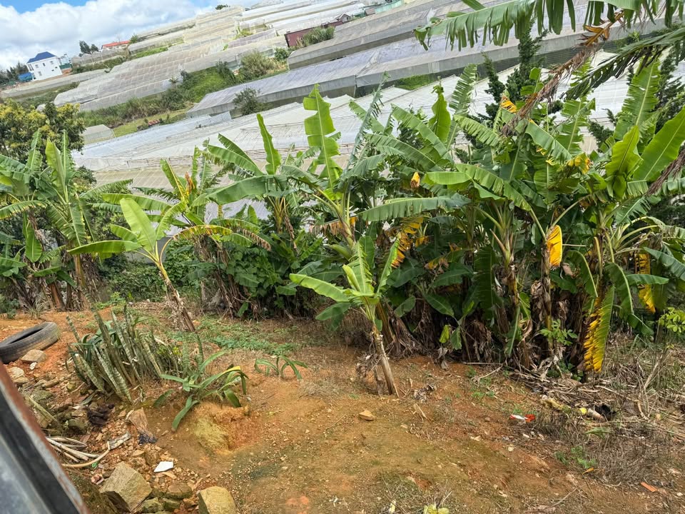 Bán đất Hoàng Cầm, Lạc Dương 870m² giá 10 tỷ - Nhà cấp 4 kiên cố, sổ riêng!